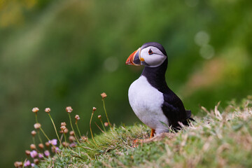 puffin standing on a rock cliff . fratercula arctica