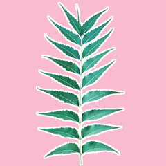 Azadirachta indica leaf with white stroke isolated on pink