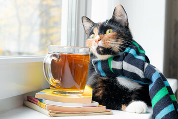 A domestic cat with a scarf and tea . Autumn. September, October, November. The cold season. A new...