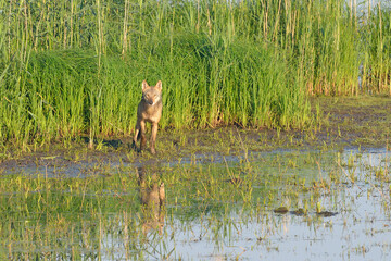Europäischer Grauwolf bei der Jagd 