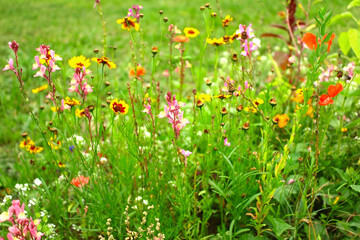 Assorted multi-colored wildflowers on the lawn.