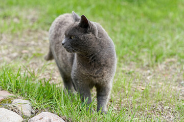 A gray cat walks on green grass on a summer day