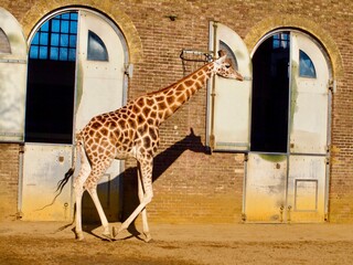 giraffe in the zoo