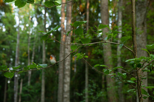 Small Red-breasted flycatcher, Ficedula parva perched in a lush environment. Shot in an Estonian old-growth forest. 