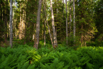 An Estonian old-growth forest with lush ferns during a summer evening.