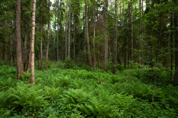Naklejka na ściany i meble An Estonian old-growth forest with lush ferns during a summer evening.