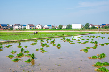 Farmers planting seedlings in rice fields