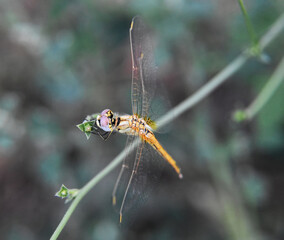 High angle shot of a small dragonfly sitting on a branch