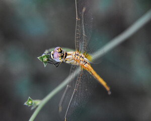 Top view of a small dragonfly sitting on a branch