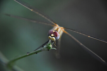 Small dragonfly sitting on a branch