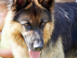 Portrait of a large German shepherd. Service dog...selective focus