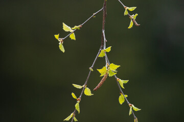 Fresh Silver birch, Betula pendula leaves and catkins during a spring day in Estonia, Northern...