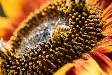 Biene voller Pollenstaub auf Sonnenblume (Makro)
