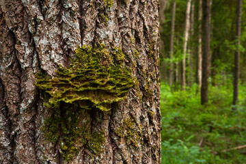 Neckera pennata growing on an Aspen bark in an old-growth forest. Neckera pennata is a species of moss belonging to the family Neckeraceae. 