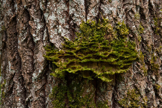 Neckera pennata growing on an Aspen bark in an old-growth forest. Neckera pennata is a species of moss belonging to the family Neckeraceae. 