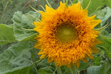 Decorative sunflower head against green leaves. Summer season