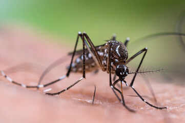 Aedes aegypti Mosquito. Close up a Mosquito sucking human blood,