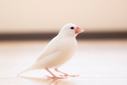 白文鳥」の写真素材 | 4,132件の無料イラスト画像 | Adobe Stock