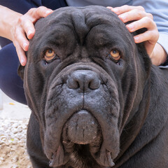 Black dog head with human hands. Trust and loyalty concept. Cane Corso