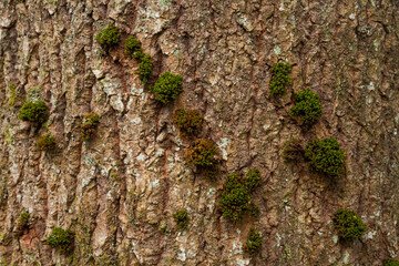 A group of small Ulota crispa moss frowing on a tree trunk in Estonian old-growth forest. 