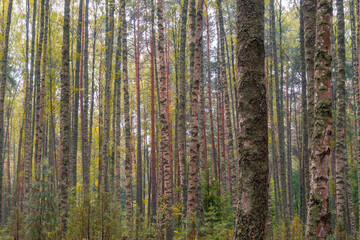 Mixed forest on hot summer morning. Tree trunks are partially covered with moss. Nature background