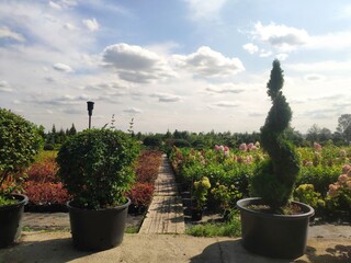 Plants in pots in a row on sale at the big garden center. Garden shop. Sale of a variety of plants, trees and flowers