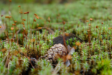 Moss with selective focus for nature background; just a few items are in focus. Blooming time  in summer season