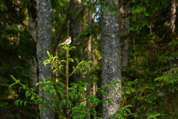 Colorful Red-breasted flycatcher, Ficedula parva sitting on a top of a small Spruce. Shot in Estonian boreal forest, Northern Europe. 
