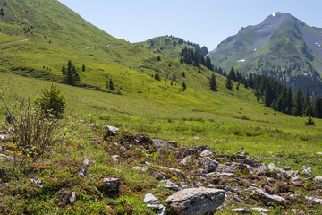 Fototapeta na wymiar Alpage en montagne dans les alpes