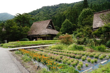 Fototapeta na wymiar Shirakawago, world heritage site in Gifu Japan.