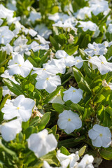 white flowers background