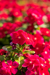 red flowers background
