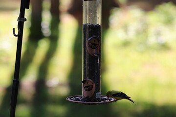 Bird on feeder