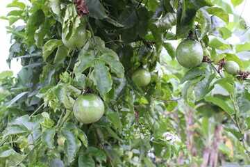 Passion fruit that has not yet been harvested will be green