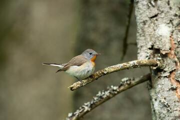 Red-breasted flycatcher, Ficedula parva perched in an old forest in Estonia, Northern Europe. 