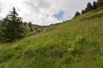 Fototapeta na wymiar Fleurs de montagne sur le versant dans les herbes de l'alpage
