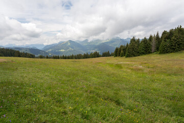 Obraz premium Herbe et alpage en montagne, alpes
