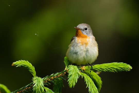 Close-up of an adult male Red-breasted flycatcher, Ficedula parva in an old-growth boreal forest in Estonia, Northern Europe. 