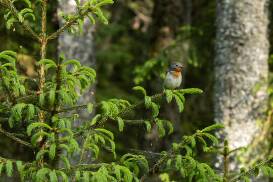 Red-breasted flycatcher, Ficedula parva perched in an old forest in Estonia, Northern Europe. 