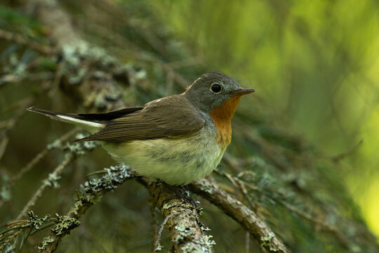Close-up of an adult male Red-breasted flycatcher, Ficedula parva in an old-growth boreal forest in Estonia, Northern Europe. 