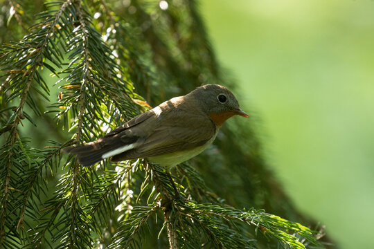 Close-up of an adult male Red-breasted flycatcher, Ficedula parva in an old-growth boreal forest in Estonia, Northern Europe. 
