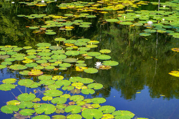 Green lily pads floating on a lake  © Robert