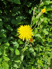 yellow flower in the garden