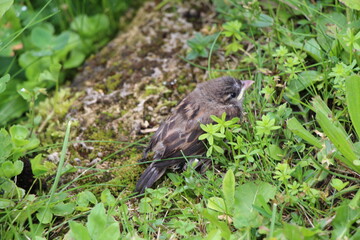 a bird in close up