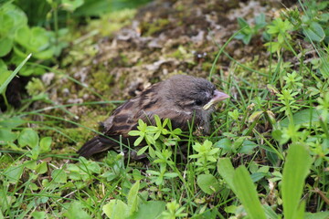 a bird in close up