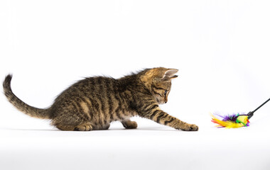 cute kitten is played with a toy on a white background