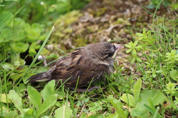 a bird in close up
