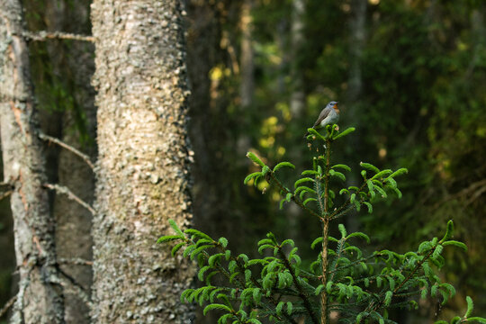 Colorful Red-breasted flycatcher, Ficedula parva sitting on a top of a small Spruce. Shot in Estonian boreal forest, Northern Europe. 