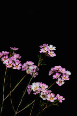 Fototapeta na wymiar Geraldton Wax (Chamelaucium uncinatum) 