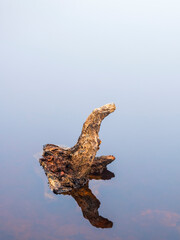Old rotten stump in mirror shiny water